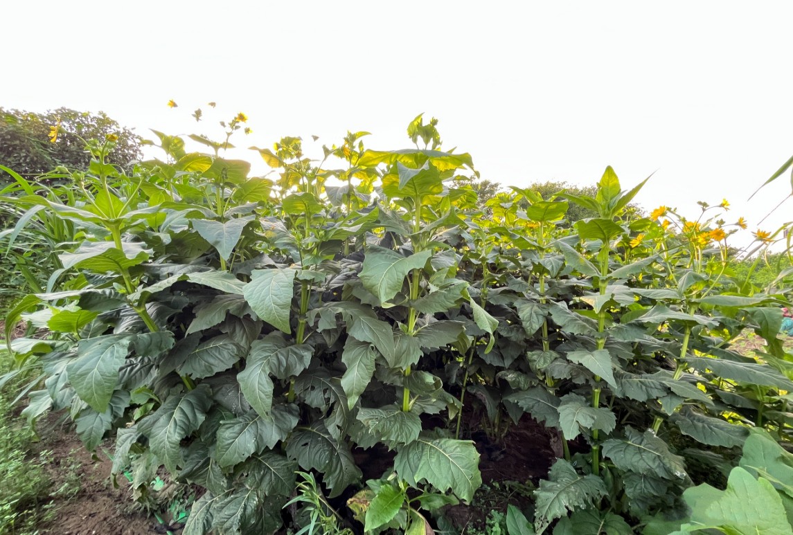 串葉松香草播種方法
