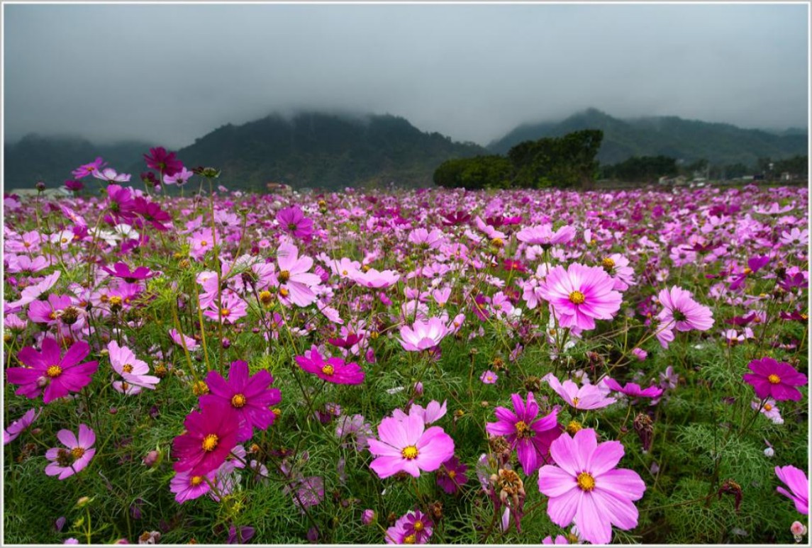 不同地區(qū)花海選擇什么花？