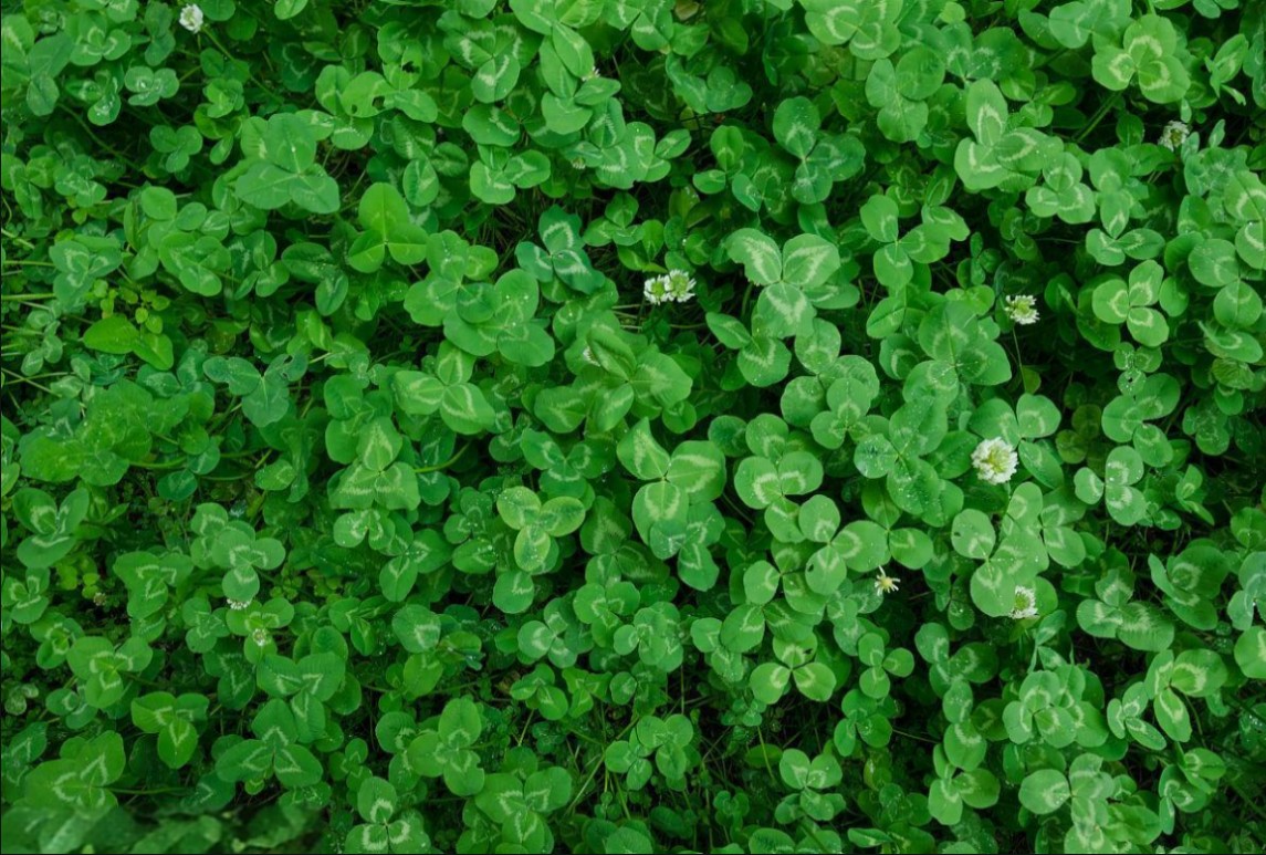 白三葉（牧草）種植技術(shù)